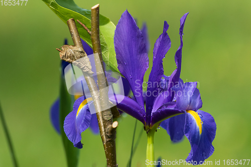 Image of Siberian Iris (Iris sibirica) in spring