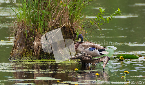 Image of Mallard  (Anas platyrhynchos) male next to stump