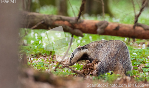 Image of Badger(Meles meles) next to stump