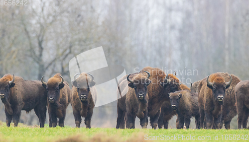 Image of European Bison herd in snowless winter