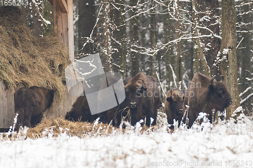 Image of European bison(Bison bonasus) herd