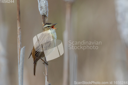 Image of Sedge warbler (Acrocephalus schoenobaenus) on reed