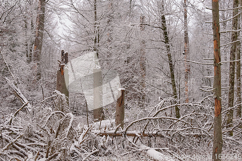 Image of Wintertime landscape of snowy deciduous stand