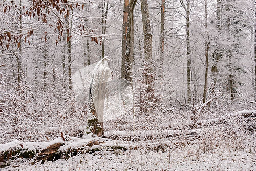 Image of Wintertime landscape of snowy deciduous stand