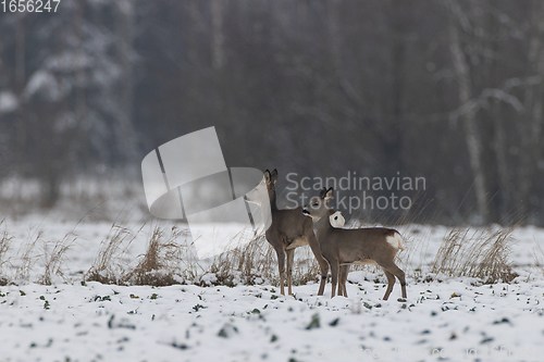 Image of Winter landscape of roe deer herd