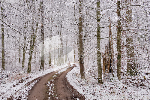 Image of Dirt road crossing snowy deciduous stand