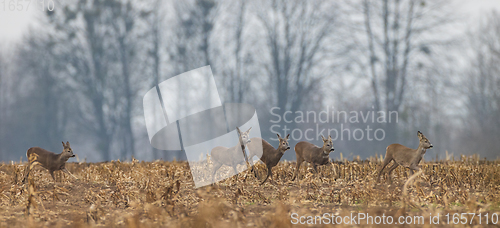 Image of Winter landscape of roe deer herd