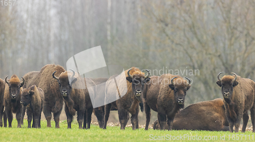 Image of European Bison herd in snowless winter