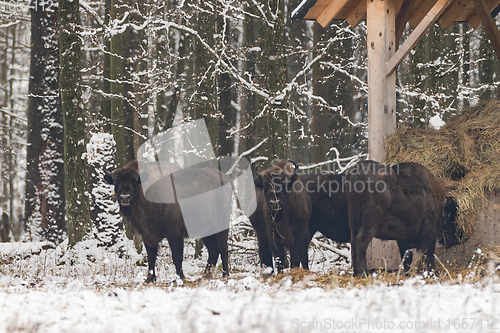 Image of European bison(Bison bonasus) herd