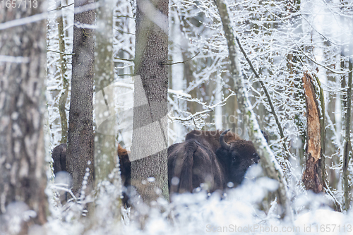 Image of Adult European bison(Bison bonasus looking at camera