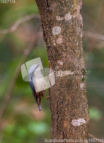 Image of Eurasian Nuthatch (Sitta europaea) in winter