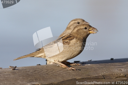 Image of House Sparrow. 