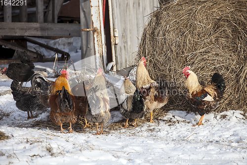 Image of Free range chickens in snow covered farmyard