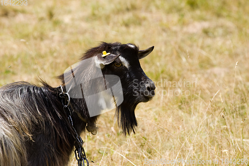 Image of Goat