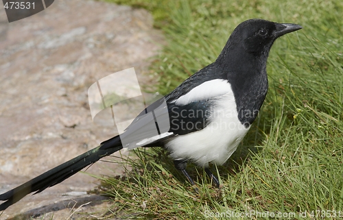 Image of Magpie. Norway 2008.