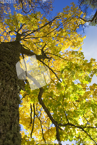 Image of bright yellow maple leaves
