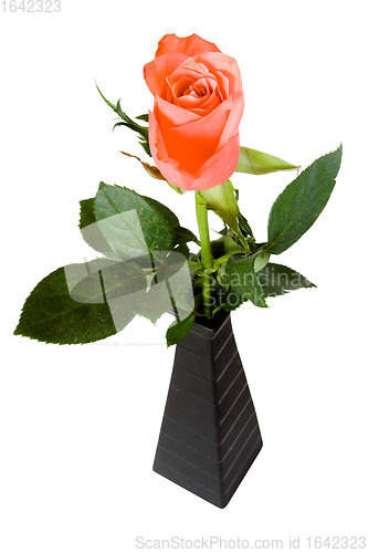 Image of Pink rose in black vase