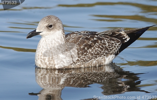 Image of Seagull. 