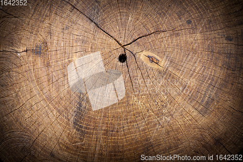 Image of Texture of wood stump