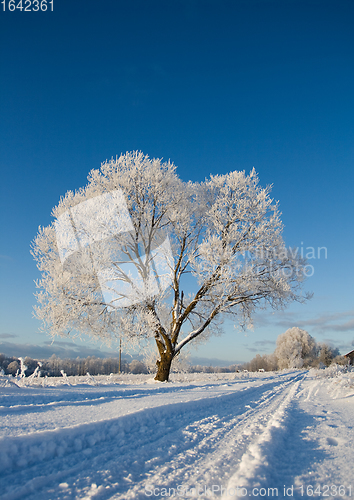 Image of Frost covered tree