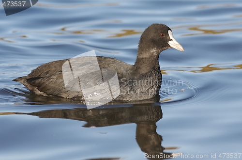 Image of Common Coot. 