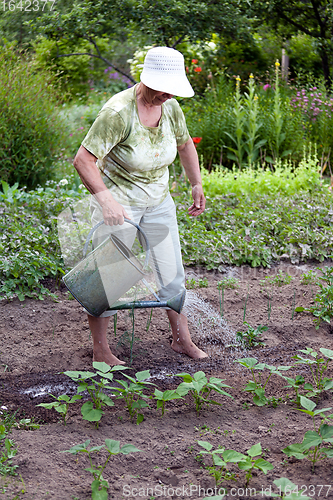 Image of Senior woman working in garden