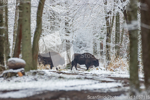 Image of Two adult European bisons(Bison bonasus in winter