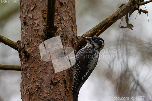 Image of Eurasian Three-toed woodpecker (Picoides tridactylus) on pine tree