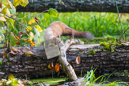 Image of Pine Marten (Martes martes) close to water