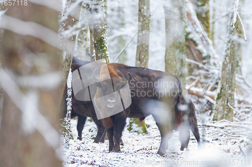 Image of Adult European bison(Bison bonasus looking at camera