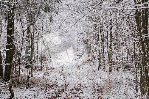 Image of Dirt road crossing snowy deciduous stand