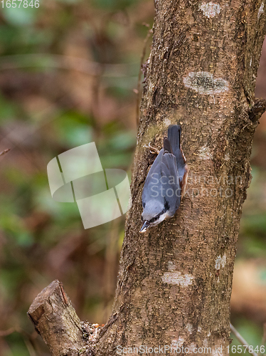 Image of Eurasian Nuthatch (Sitta europaea) in winter