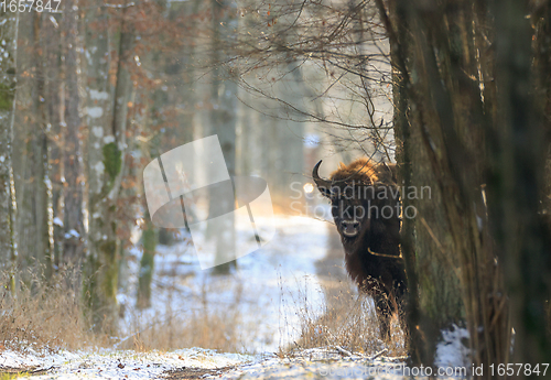 Image of European Bison(Bison bonasus bonasus) looking from behind tree