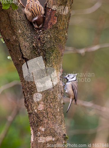 Image of  European crested tit(Lophophanes cristatus) and sparrow