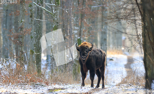 Image of Adult European bison(Bison bonasus) bull in forest 