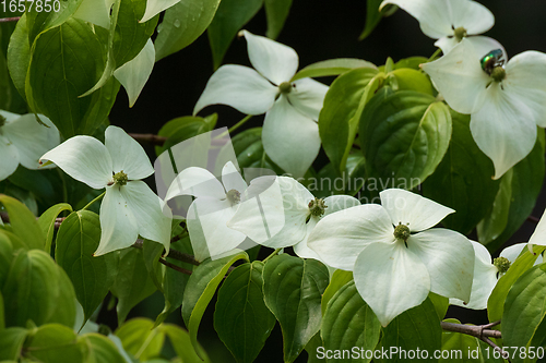 Image of Kousa Dogwood(Cornus kousa) flowering