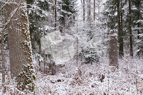 Image of Wintertime landscape of snowy deciduous stand