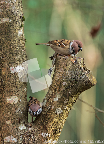 Image of Eurasian Tree Sparrow (Passer montanus) in winter