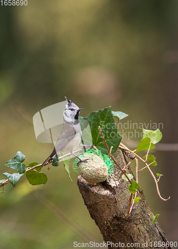 Image of European crested tit(Lophophanes cristatus) at bird feeder