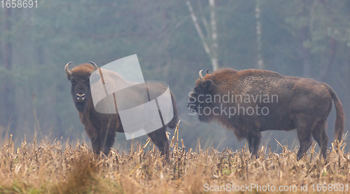 Image of European Bison herd in mist