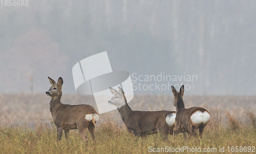 Image of Winter landscape of roe deer herd