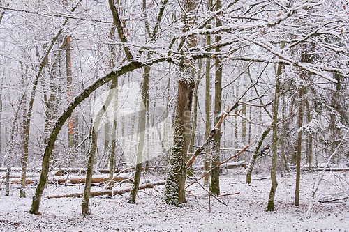 Image of Wintertime landscape of snowy deciduous stand