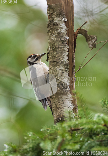 Image of Middle spotted woodpecker (Leiopicus medius) male