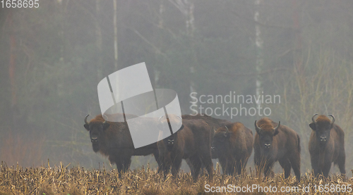 Image of European Bison herd in mist