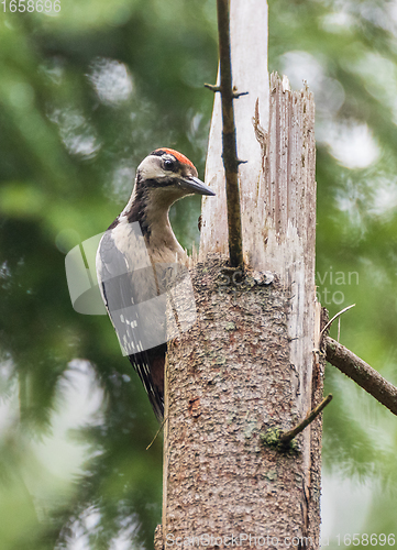 Image of Middle spotted woodpecker (Leiopicus medius) male