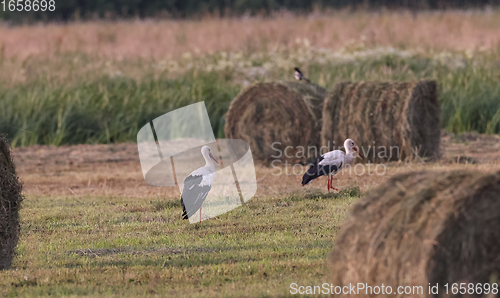 Image of White Stork(Cicionia cicionia) among hay bale