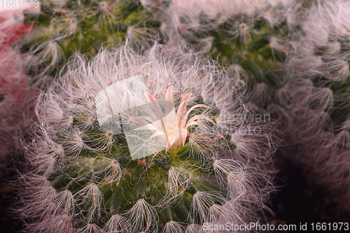 Image of Flowering of the fluffy cactus Espostoa, close-up