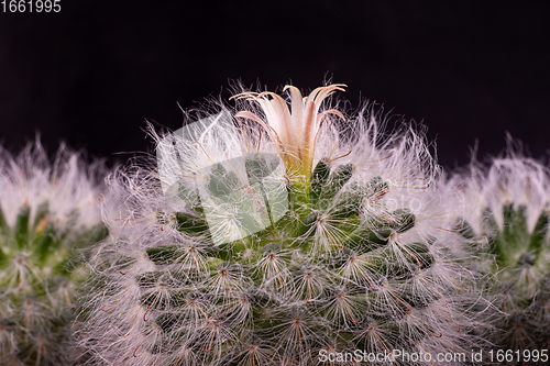 Image of Flower close-up of fluffy cactus Espostoa