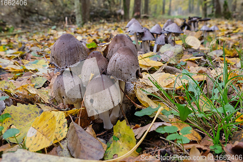 Image of Common Ink Cap(Coprinopsis atramentaria) in fall