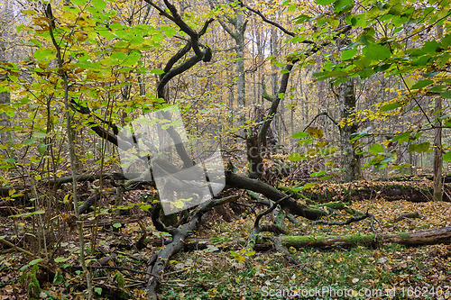 Image of Deciduous forest in autumn cloudy day